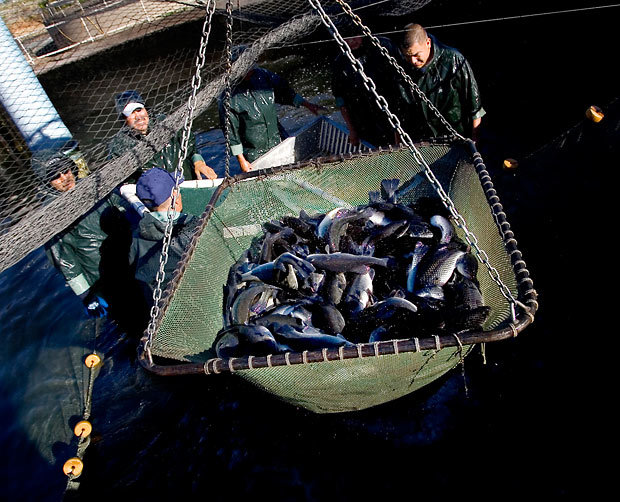 Sacramento River sturgeon travel from fish farms to Chinatown markets in the San Francisco Bay Area